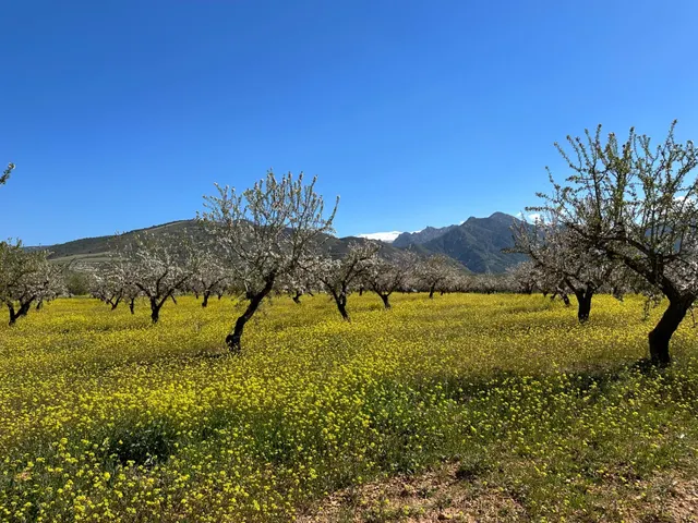 VENTA DE FINCA RUSTICA DE 6,5 HECTAREAS DE ALMENDROS Y ALGUNOS OLIVOS EN DILAR — 17
