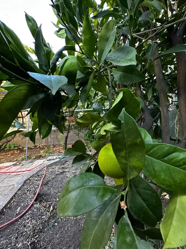 Casa ubicada en el Rincón bajo de Tejeda — 35