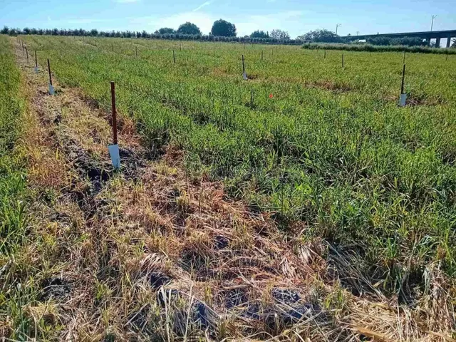 AMPLIO TERRENO RURAL - foto 4