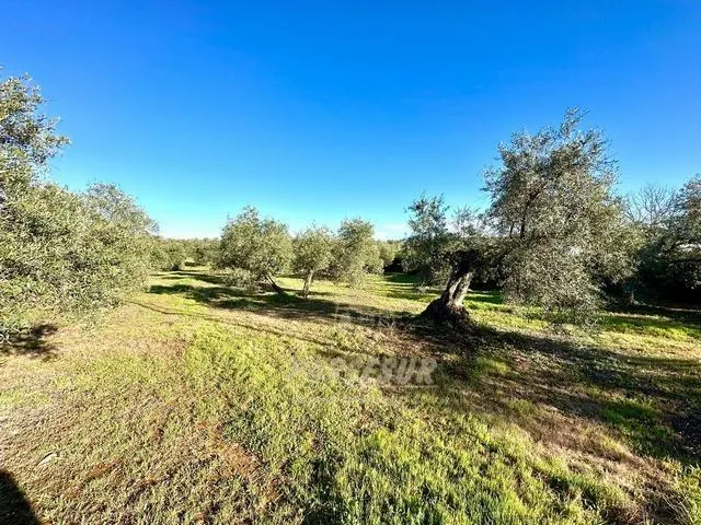 ADAMUZ - FINCA AGRICOLA DE 6 Has. CON CASA. — 11