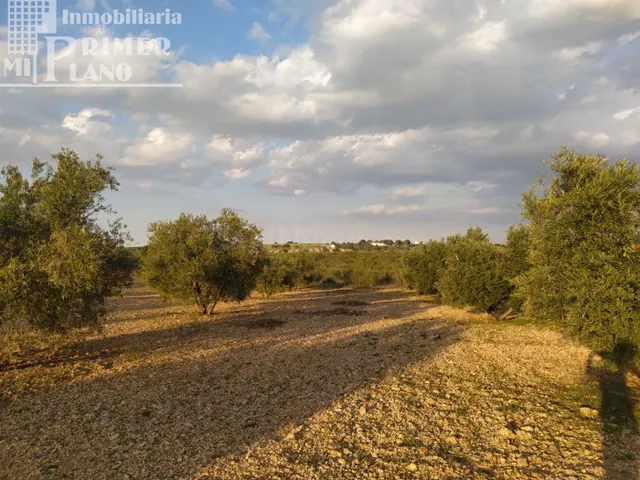 Se vende finca rustica destinada a olivo, la finca cuenta co - foto 2