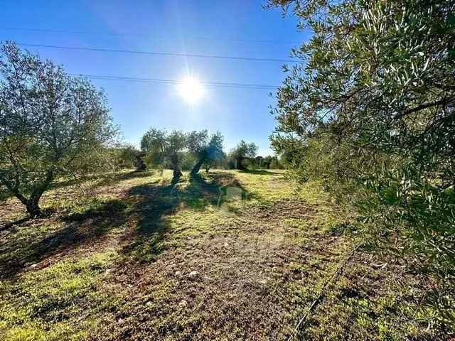 ADAMUZ - FINCA AGRICOLA DE 6 Has. CON CASA. — 16