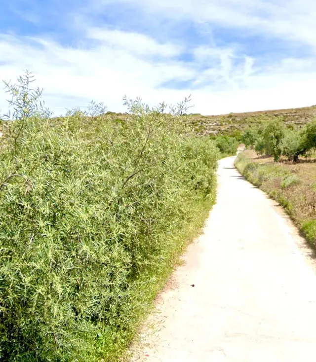 NIVAR - FINCA DE OLIVOS - foto 4