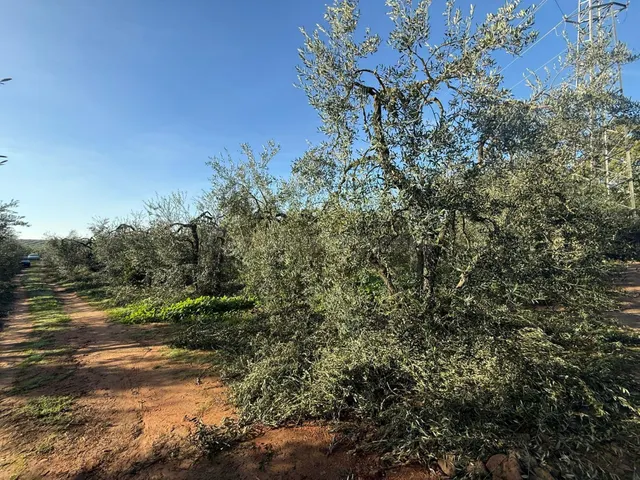 Terreno rural en venta - Andalucia - foto 4