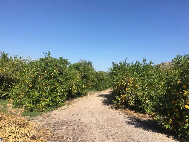 SE VENDE TERRENO PLANTADO DE LIMONEROS — 18