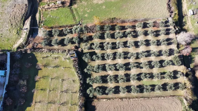 OLIVAR EN LA ZUBIA DE 3.597 M2 — 19