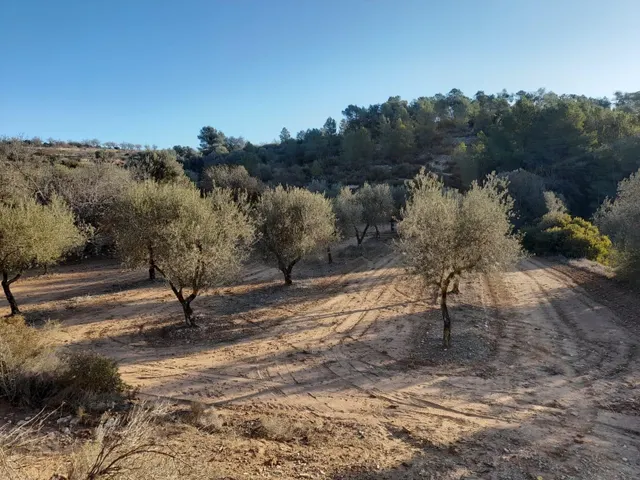 OCASION GRAN  FINCA EN PRODUCCION DE 8,4 HAS. EN CORBERA D´EBRE — 3
