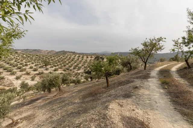 Olivar en venta - JAYENA — 26