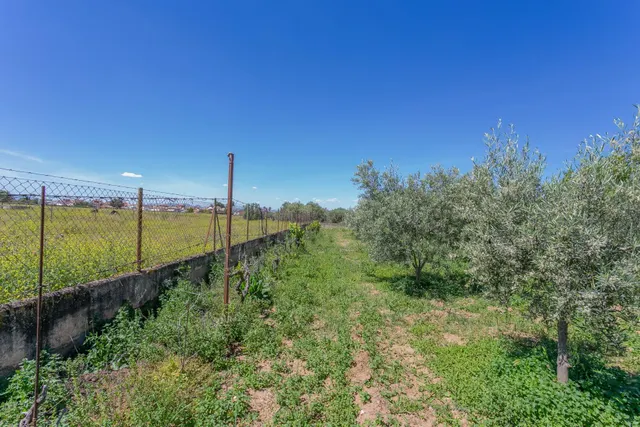 "¡Vive la vida en el campo! Terreno con casa de aperos y cultivos de olivos y frutales en ve — 19