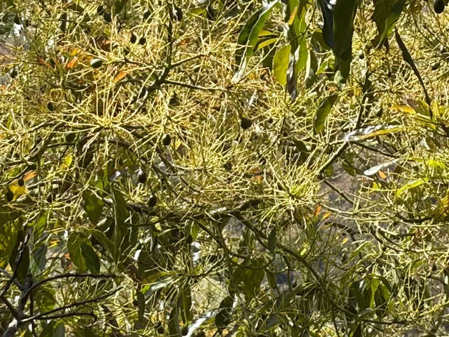 Finca de subtropicales en Pago de Panata - foto 3