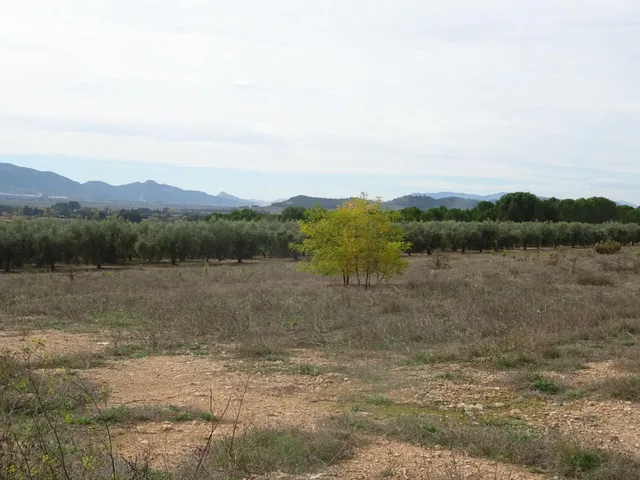 Finca rústica en producción!! Con posibilidad de construir!! — 14