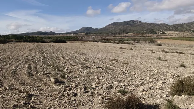 Fincas rurales en venta en Salinas - Comunidad Valenciana - foto 4