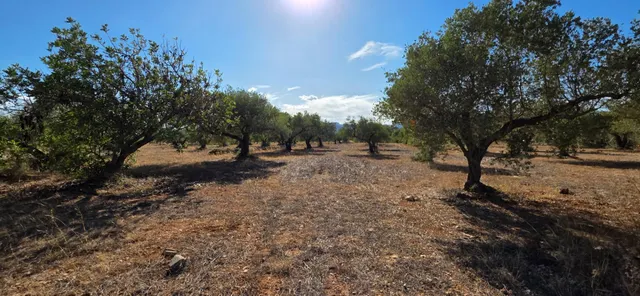 Finca rústica de 14.741 m2 con casa de campo por terminar, en un entorno tranquilo a 5 km del mar — 20