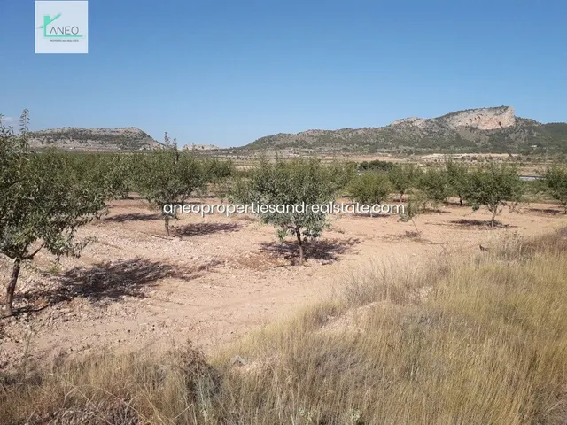 TERRENO AGRICOLA CON AGUA DE RIEGO Y CULTIVOS