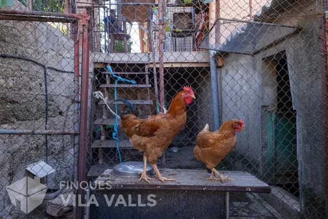 Granja con posibilidad de 2 vivendas.y 1 Ha de terreno — 49