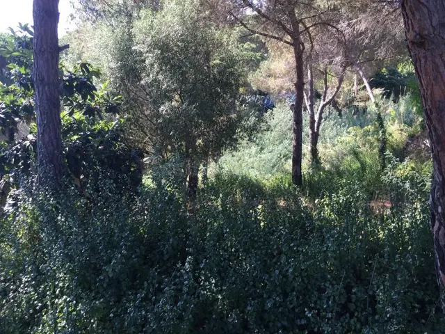 Terreno urbano en venta - Los pinares - foto 2