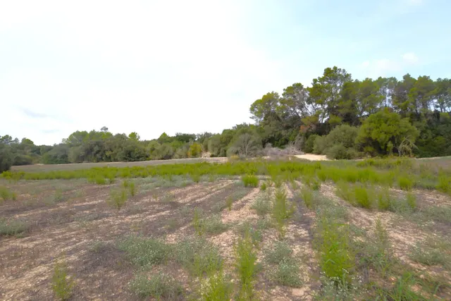 Finca con proyecto básico aprobado para una vivienda en Muro - foto 5