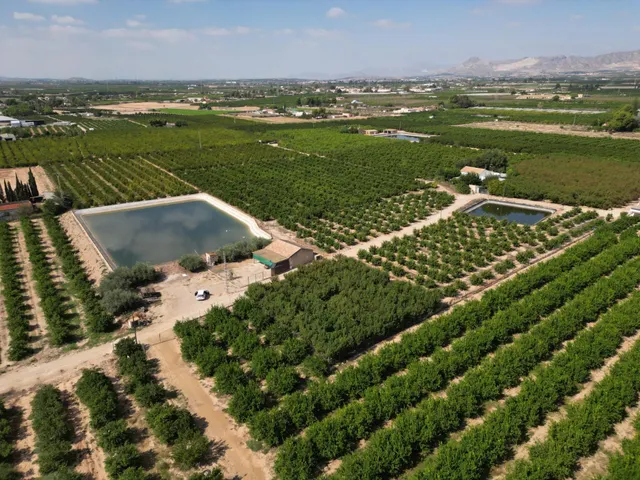 Oportunidad Inversión: Parcelas Rurales en Orihuela — 7