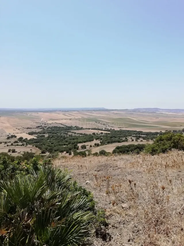Finca Rústica 8 Has. en Vejer. - foto 5