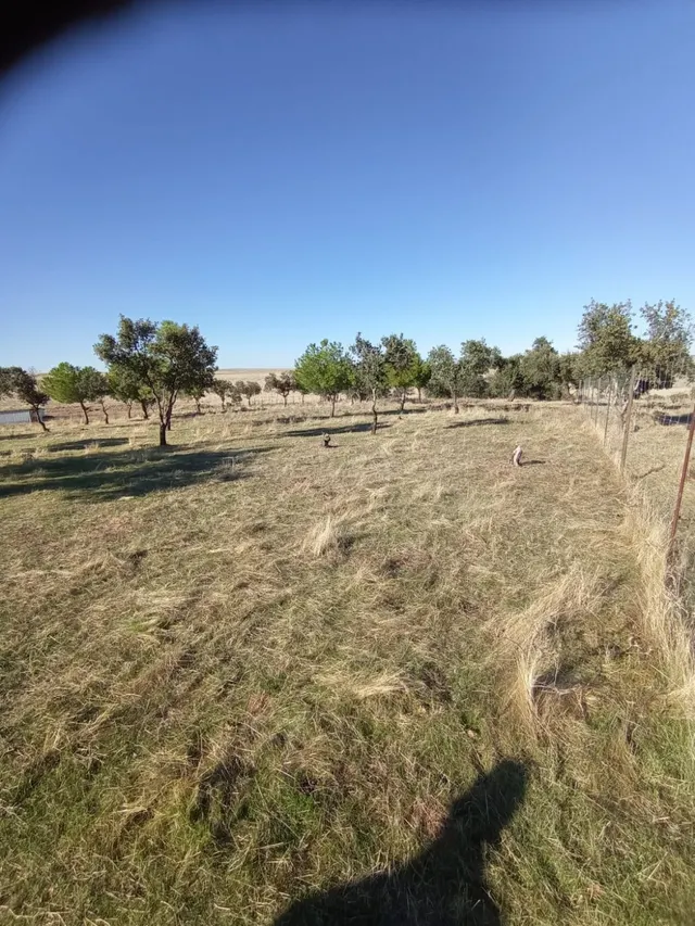 Finca Rústica en Carretera de Badajoz
