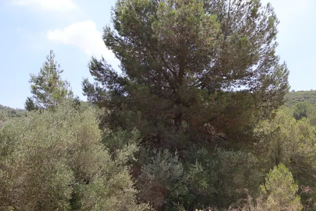 MASIA RUSTICA EN DOS HECTAREAS DE TERRENO ZONA POU DE BECA — 25