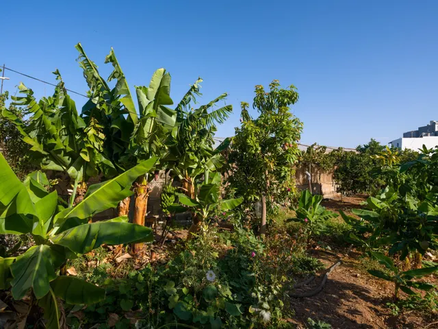 Finca rústica con amplia vivienda y azotea en Las Mejías – Ingenio, Gran Canaria — 27