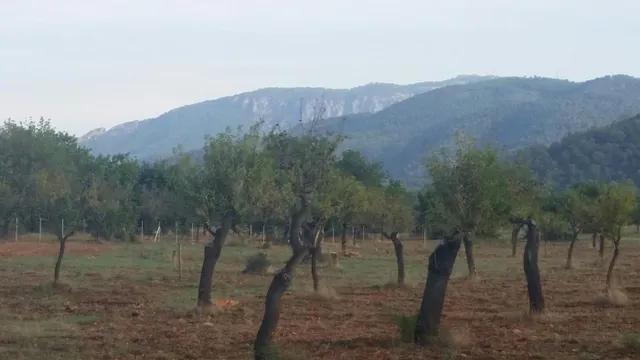 Finca con licencia — 7
