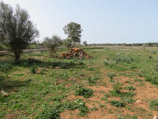 Finca rústica edificable entre Sineu y LLubí - foto 3