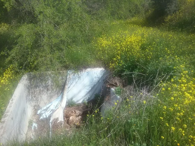 OLIVAR EN EL FARGUE. Paraje Aynadamar — 6