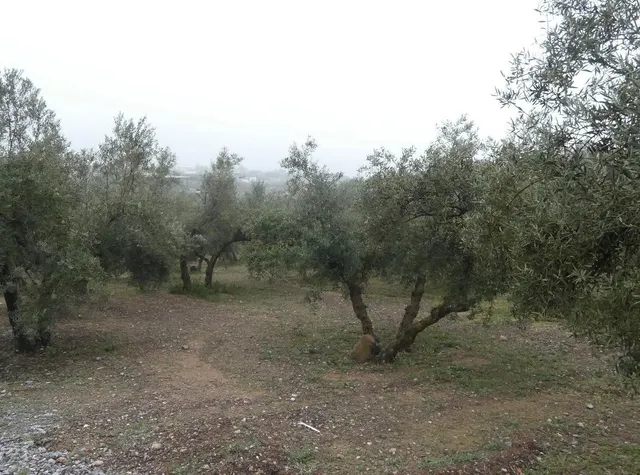 Finca rústica en Peligros – Ideal inversión o explotación ag - foto 3