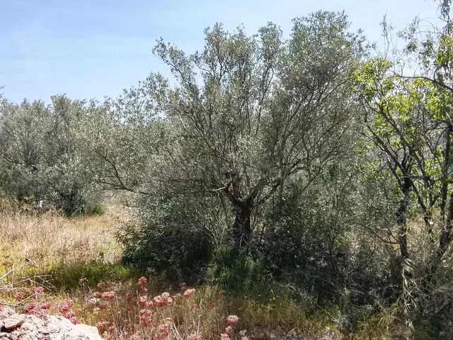 Oportunidad Única: Finca Rústica en L'Aldea por €52,000 - foto 3