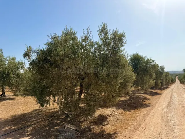 Casa de Campo con Terreno en Fuente de Piedra - €230,000