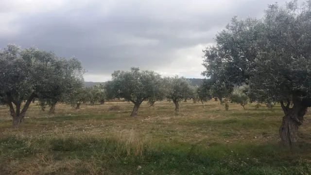 Finca rústica en producción!! Con posibilidad de construir!!