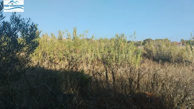SE VENDE PARCELA SEGREGADA EN CALLEJON BORREGUITOS - foto 3