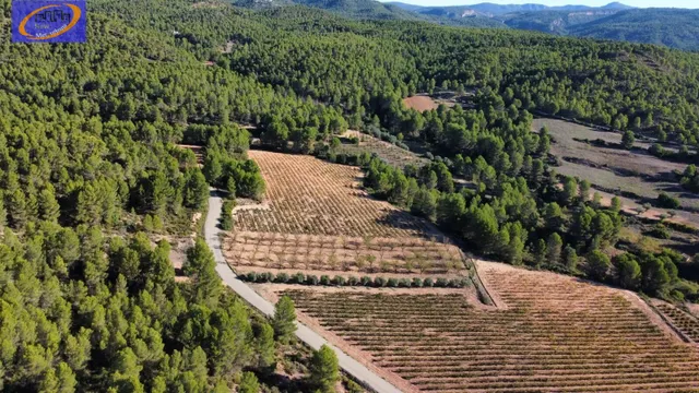 EN VENTA FINCA DE VIÑEDOS EN COFRENTES DE 209 HECTAREAS — 16