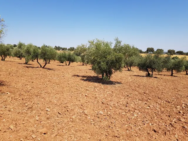 OLIVAR A LA VENTA EN VILLANUEVA DEL DUQUE — 6