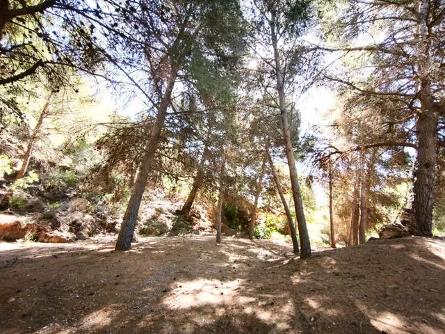 EXCLUSIVO, ESPECTACULAR FINCA CON BOSQUE Y CON DOS CASAS, EN - foto 5