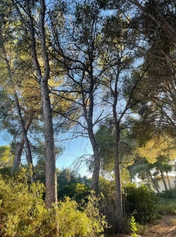 Parcela en Benissa costa - foto 2