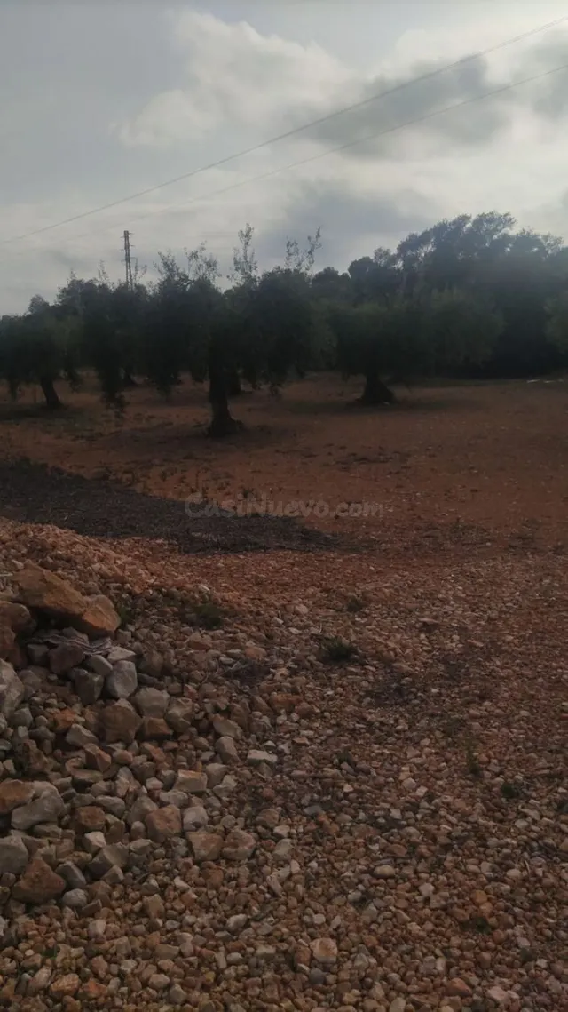 Se vende terreno a 5,5km de Benicarló y a 3km de Calig. - foto 3