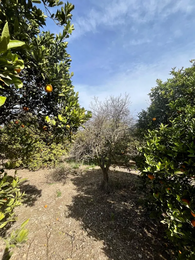 Terreno rural en zona residencial - foto 2