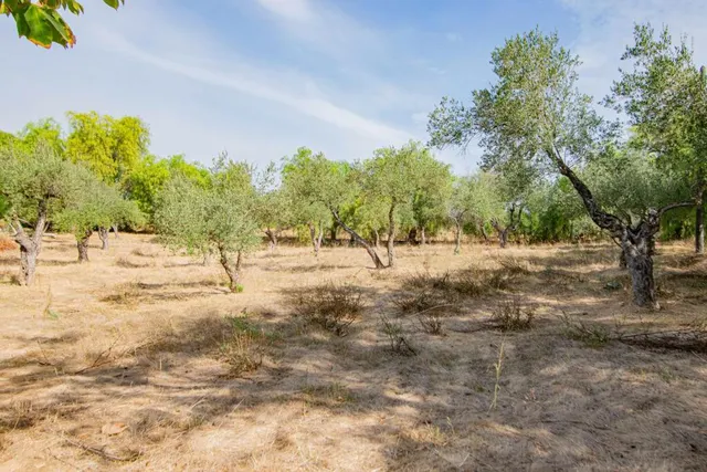 Espectacular finca en carretera mairena - almensilla !!! — 72