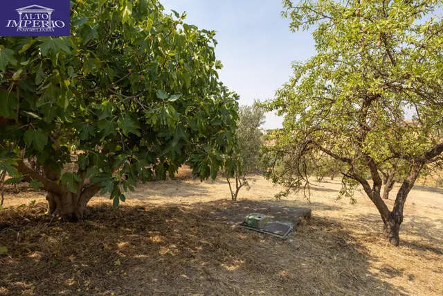 Encanto rústico con casita y olivos en Moraleja de Zafayona 🌿 — 42