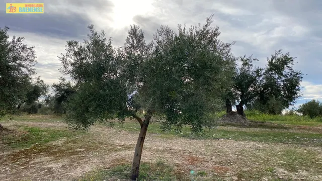 Olivar en buena ubicación — 3