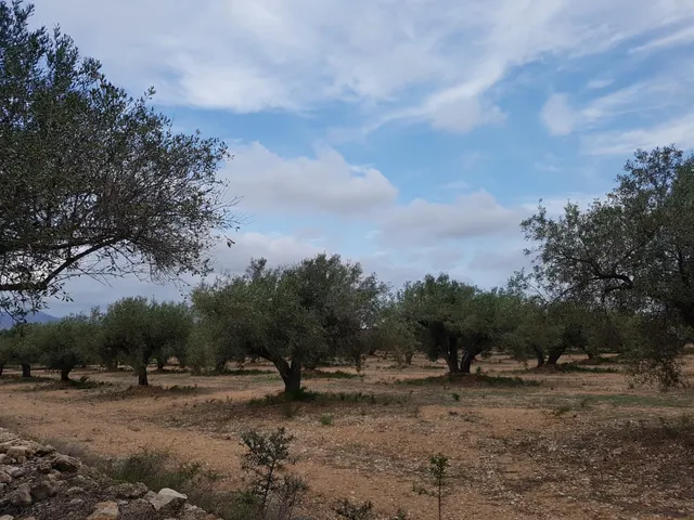 Finca Rústica de 6,5 hectáreas, plana, con casa de campo de 150 M2 — 17