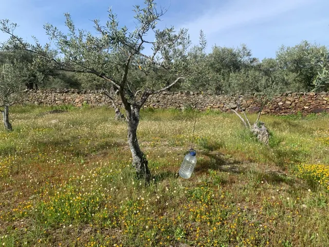Paraje Carboneras, Casas de Millán - foto 2