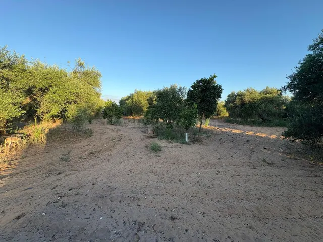 Parcela de Oportunidad con Nave y Olivos en Venta - foto 4