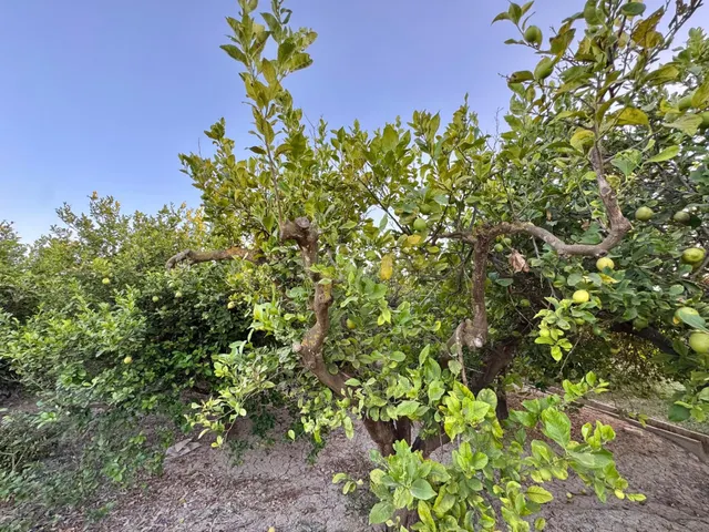 TERRENO RÚSTICO EN VENTA A TAN SOLO 5 MIN DE ORIHUELA CON PL - foto 5