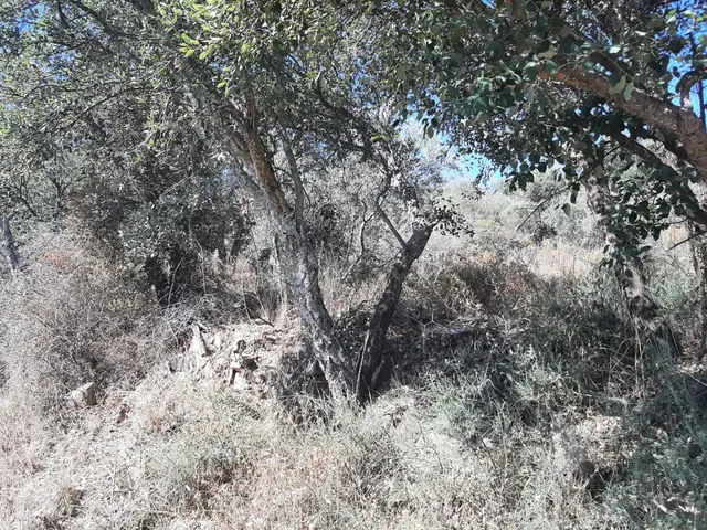 Precioso Olivar en Sierra de Fuentes - foto 3