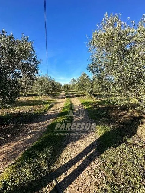 ADAMUZ - FINCA AGRICOLA DE 6 Has. CON CASA. — 20