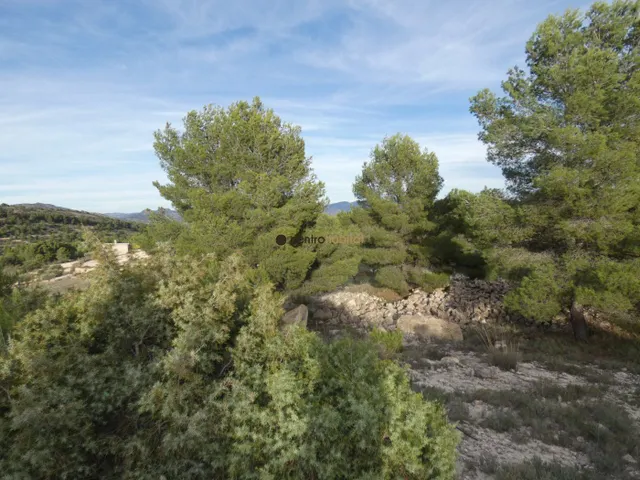 Parcela de 10.041m2 en Monovar - Collado Victoriano — 11
